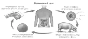 Стрічкові черв'яки у людини: симптоми, лікування, препарати (фото) лікування