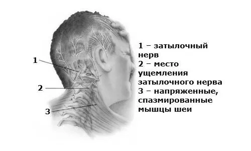 нерва