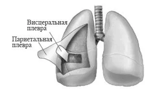 легких