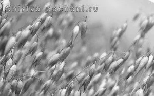 овес