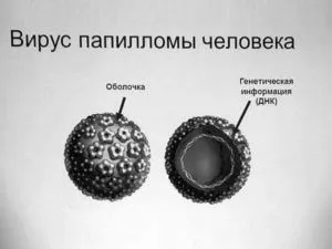 папіломи