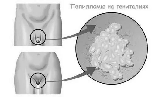 геніталіях