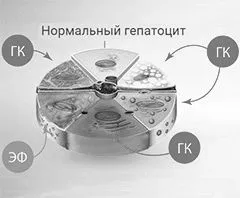 Стеатоз печінки (гепатоз) лікування жирового гепатозу