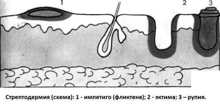 передається