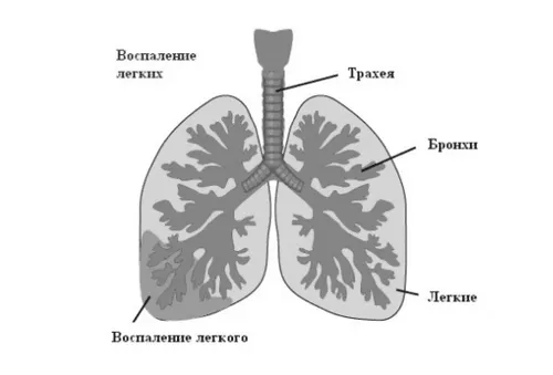 дорослих