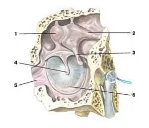 urechii medii