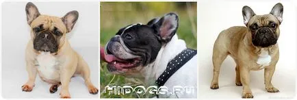 Rasa Descriere Standard Franceză Bulldog Dog (poze)