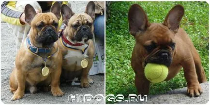 Rasa Descriere Standard Franceză Bulldog Dog (poze)