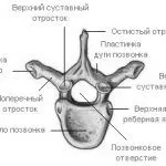 лучезапястного