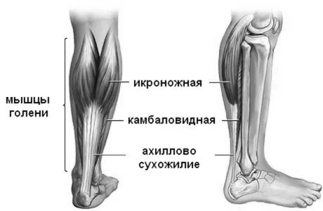 сухожилля