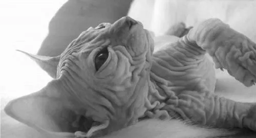ніж лікувати сфінкса