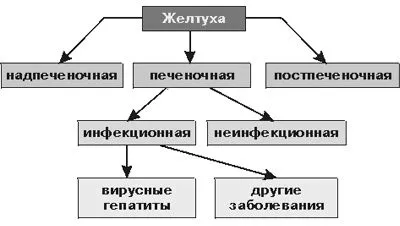 жовтяниця