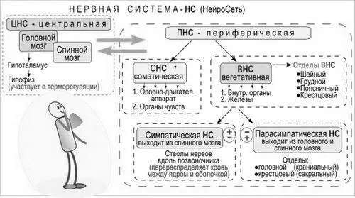 вегетативна нервова система лікування