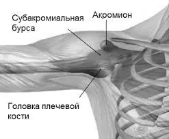 плечового