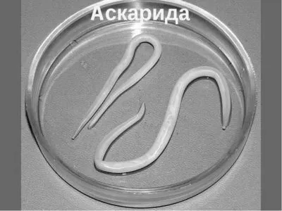 грудному