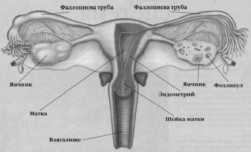 яєчника