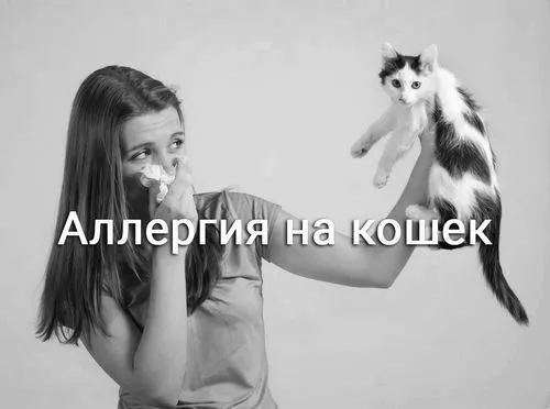 кішок