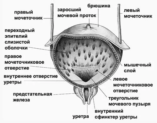 лікувати