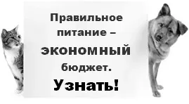 Лікування чумки у кішок (панлейкопении) лікування чумки у кішки