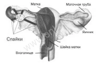 шийки