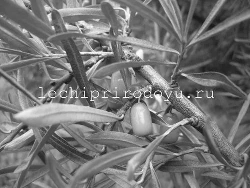 лікування обліпихою