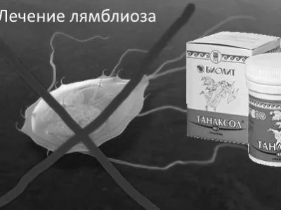 Лямблії у дорослих: симптоми і лікування препаратами, ліками лямблії