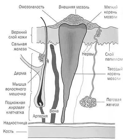 ноги