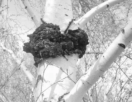лікувати кісту молочної залози народними засобами