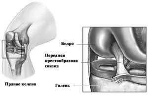 передня