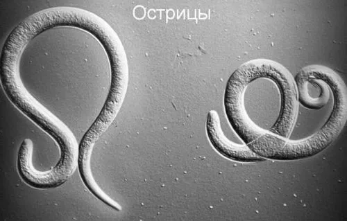 Гострики у грудничка ніж лікувати гострики в однорічної дитини