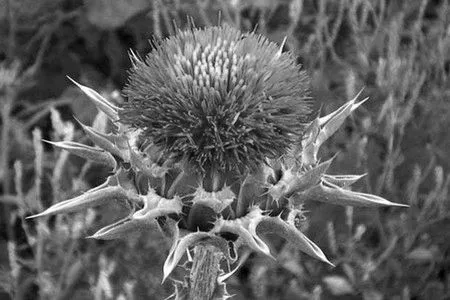 Розторопша для печінки розторопша