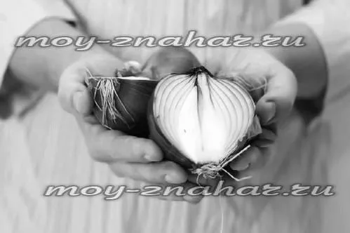 цибуля