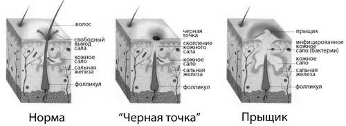 жінок