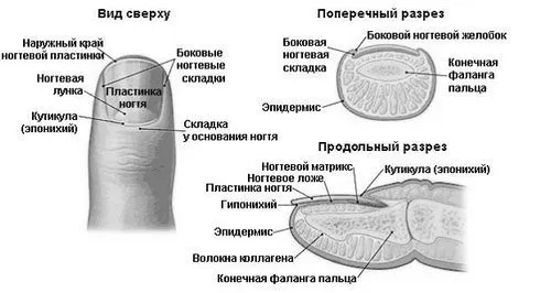 нігті