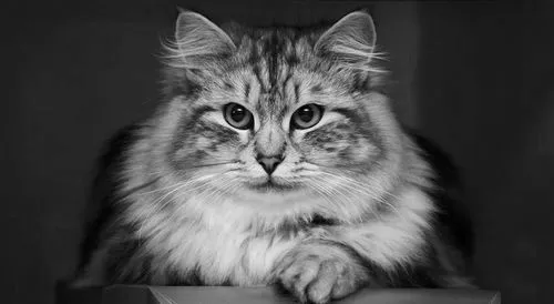 як лікувати коросту мамі