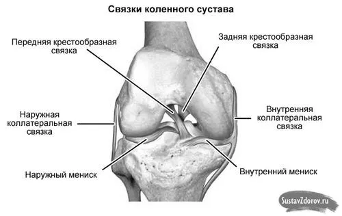 колінного