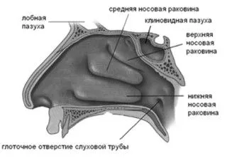 риніт