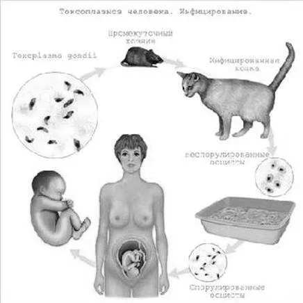 ознаки токсоплазмозу