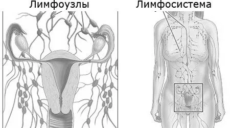 лімфовузлів