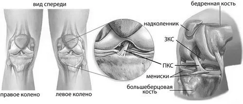 хрестоподібні