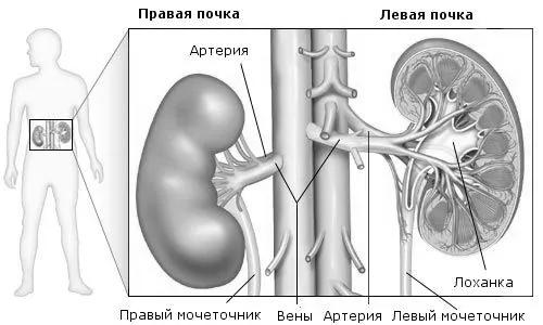 як лікувати подвоєння нирки