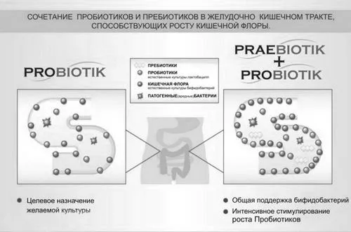 мікрофлори
