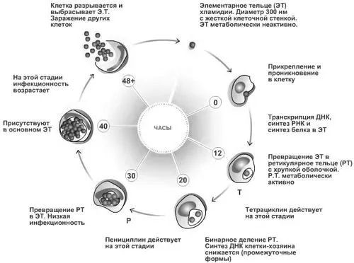 Хламідіоз - не привід для відчаю! як лікувати хламідіоз в роті