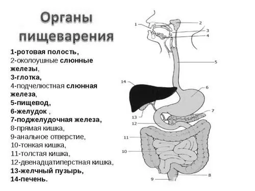 чоловіків