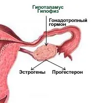 Structura și funcția ovarelor la femei