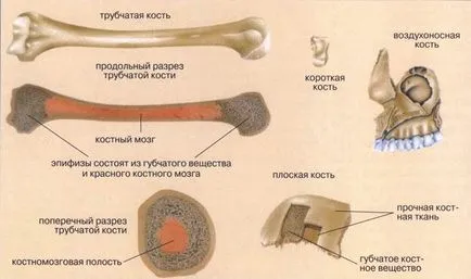 костната структура - studopediya