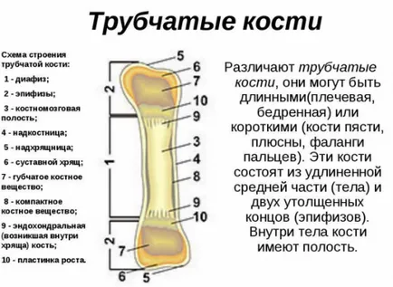 A szerkezet a kortikális csont, jellemzői és elemei