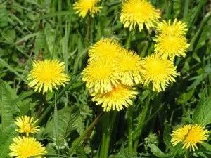 як лікувати суглоби кульбабою