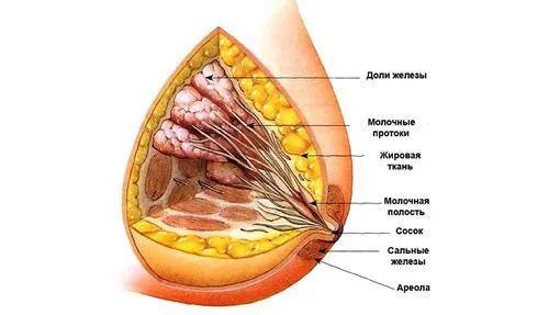 як лікувати аденоз мастопатію