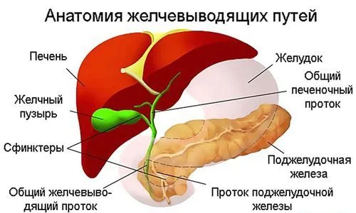 як лікувати дискінезію жовчних проток